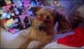 dr dolittle 3-avi_077.jpg